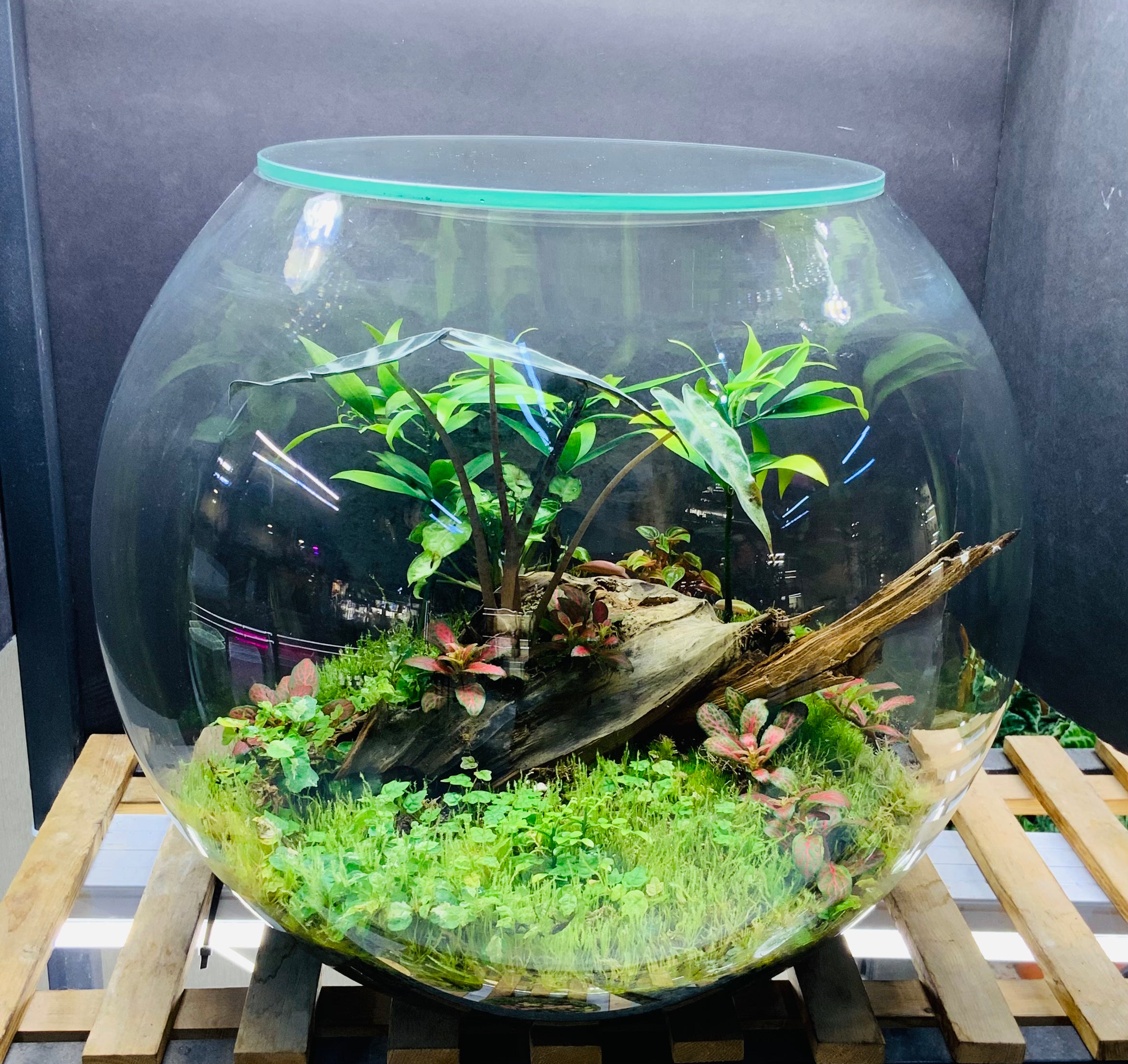 Nature’s whispers Terrarium