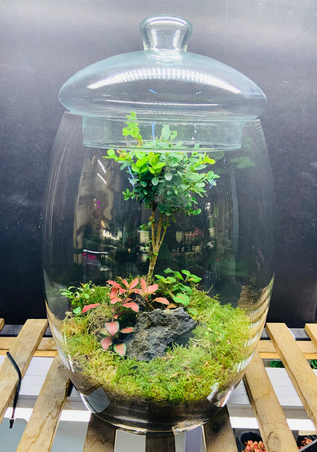 Lux branch terrarium