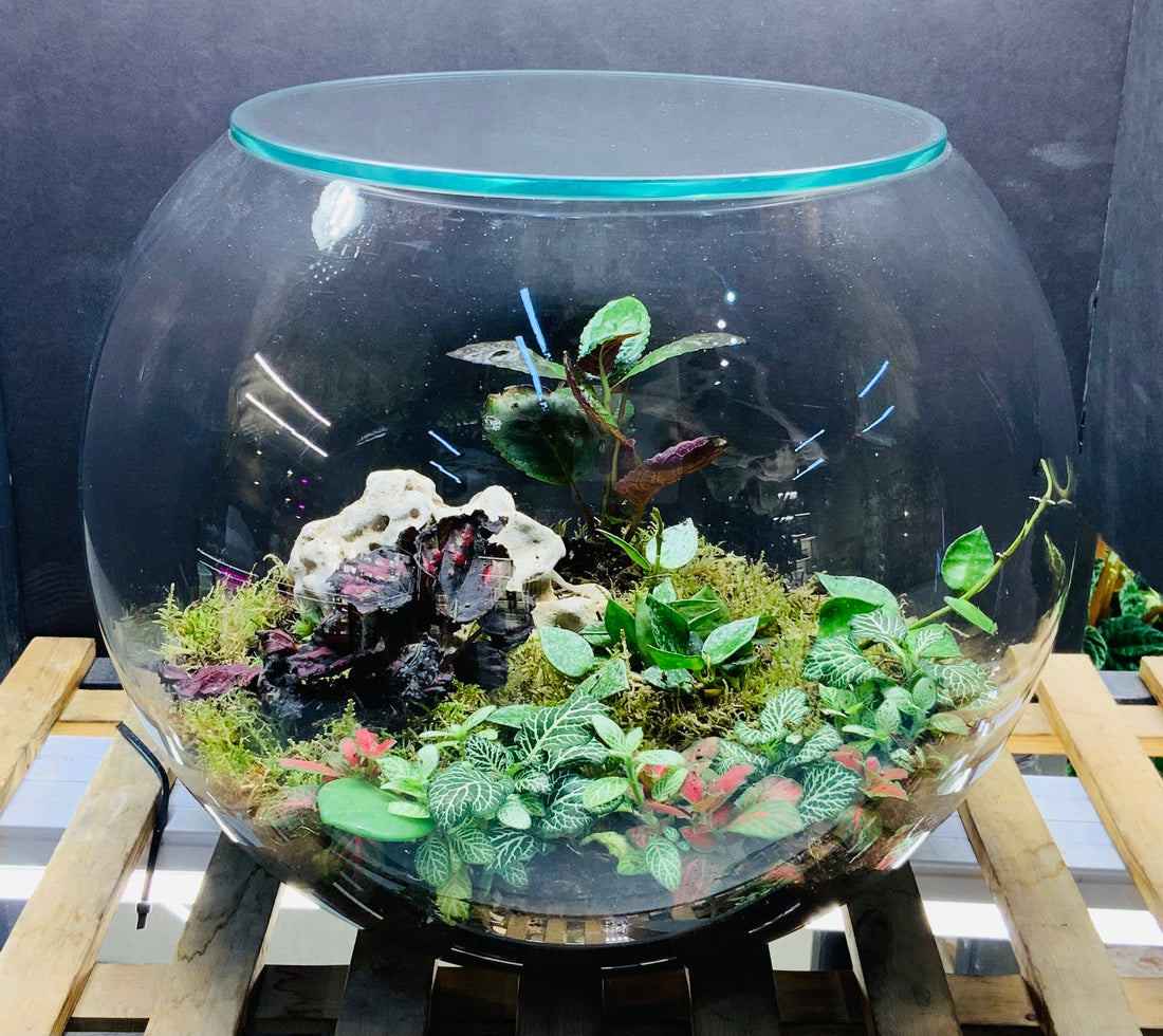 Neptune terrarium