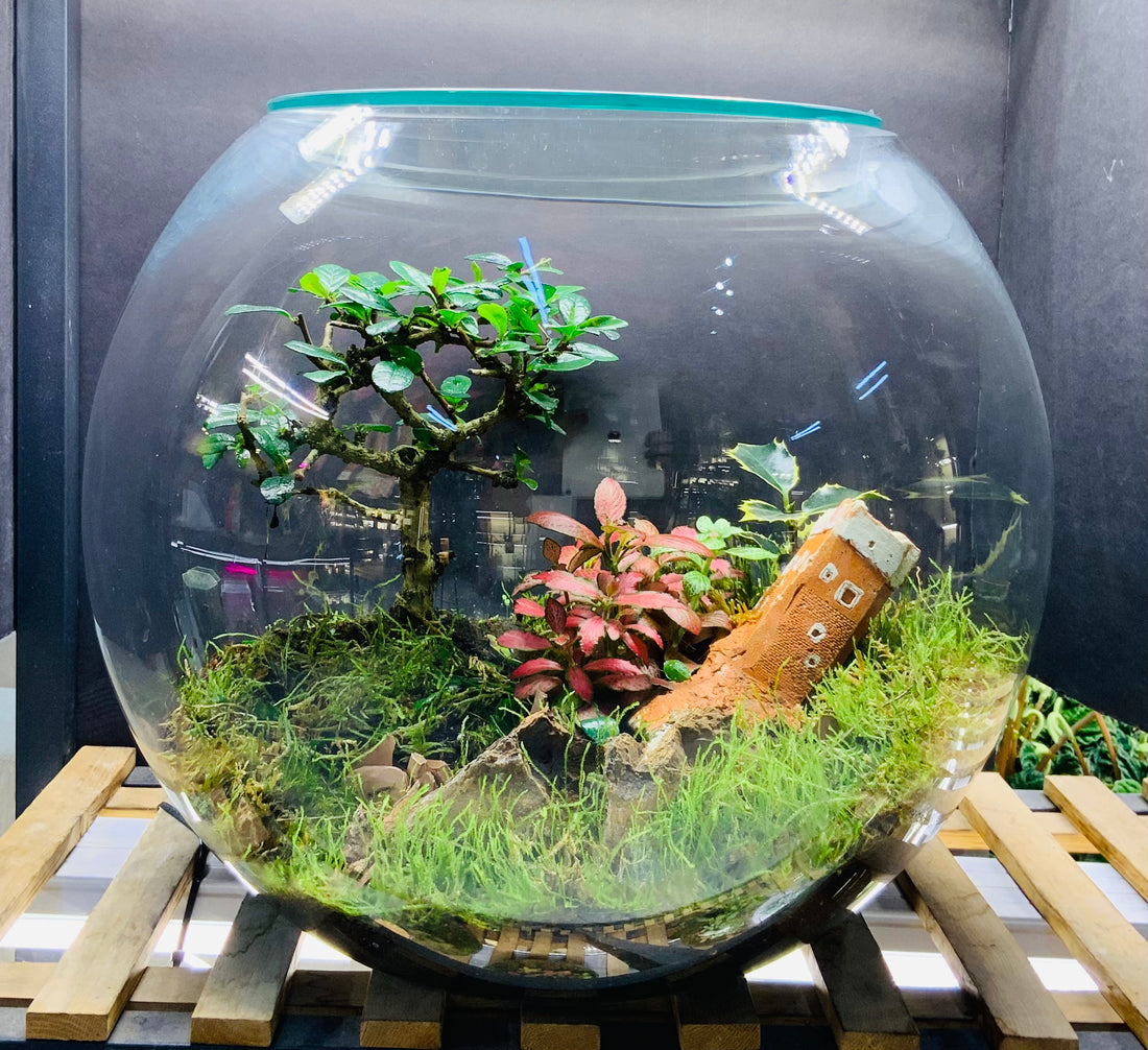 Miniature Nature World Terrarium