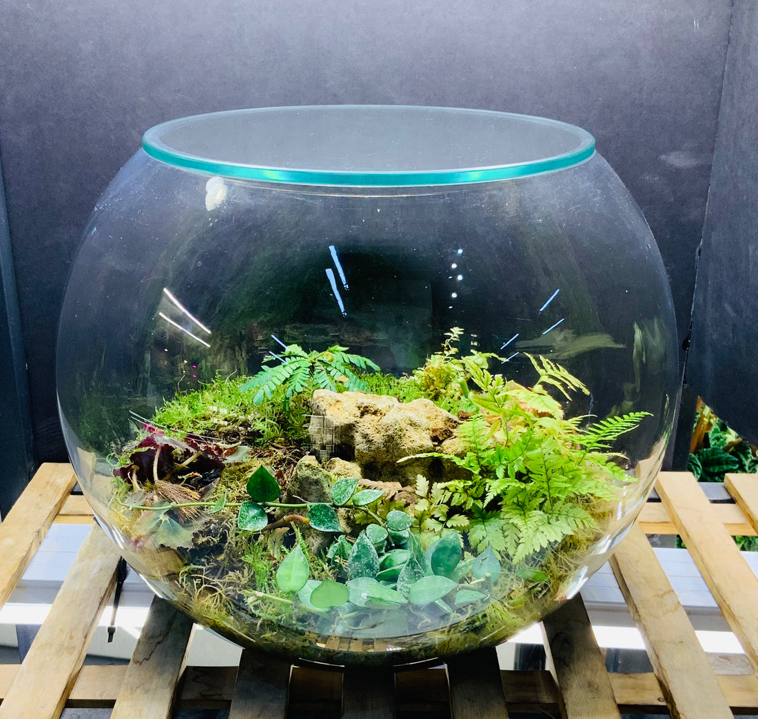 Dew terrarium