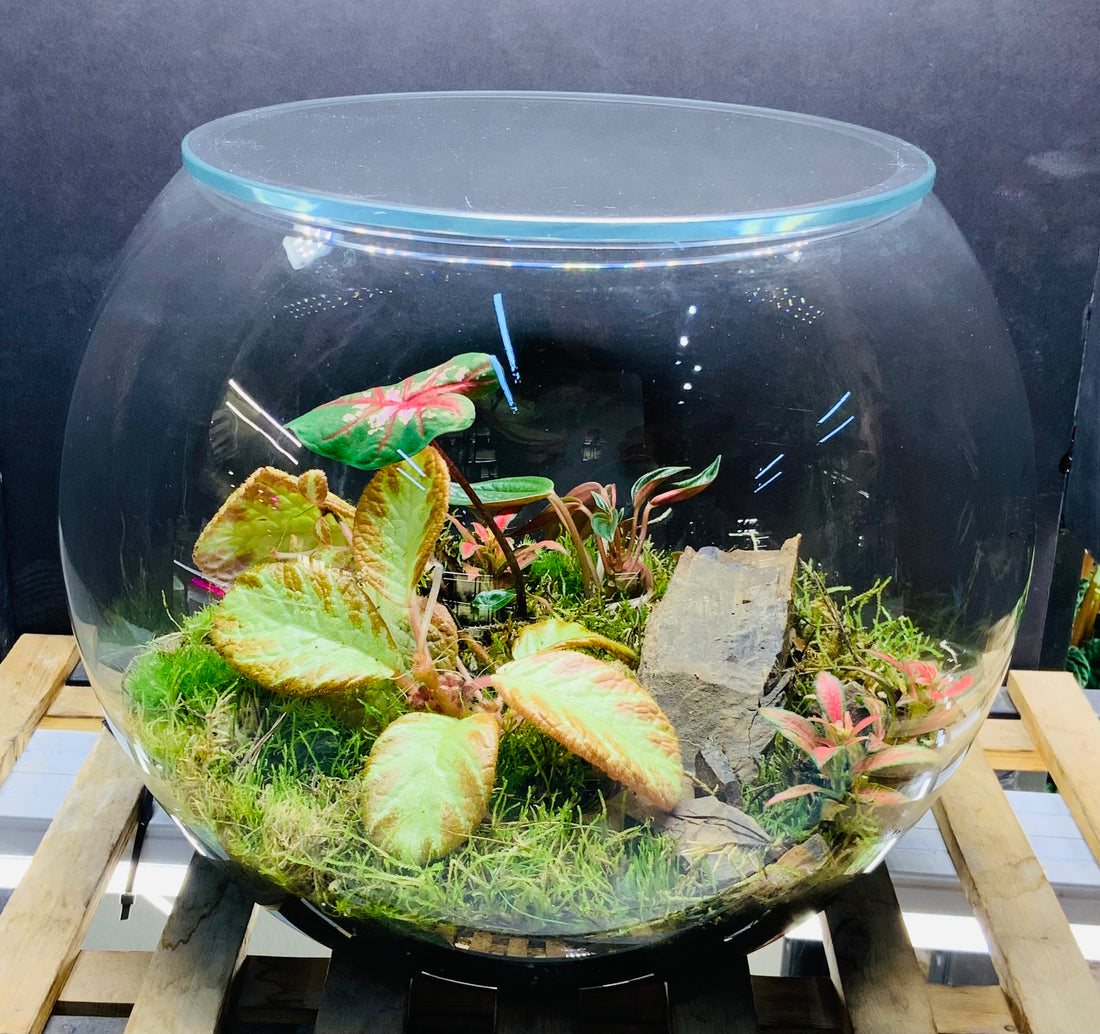 Green zone terrarium
