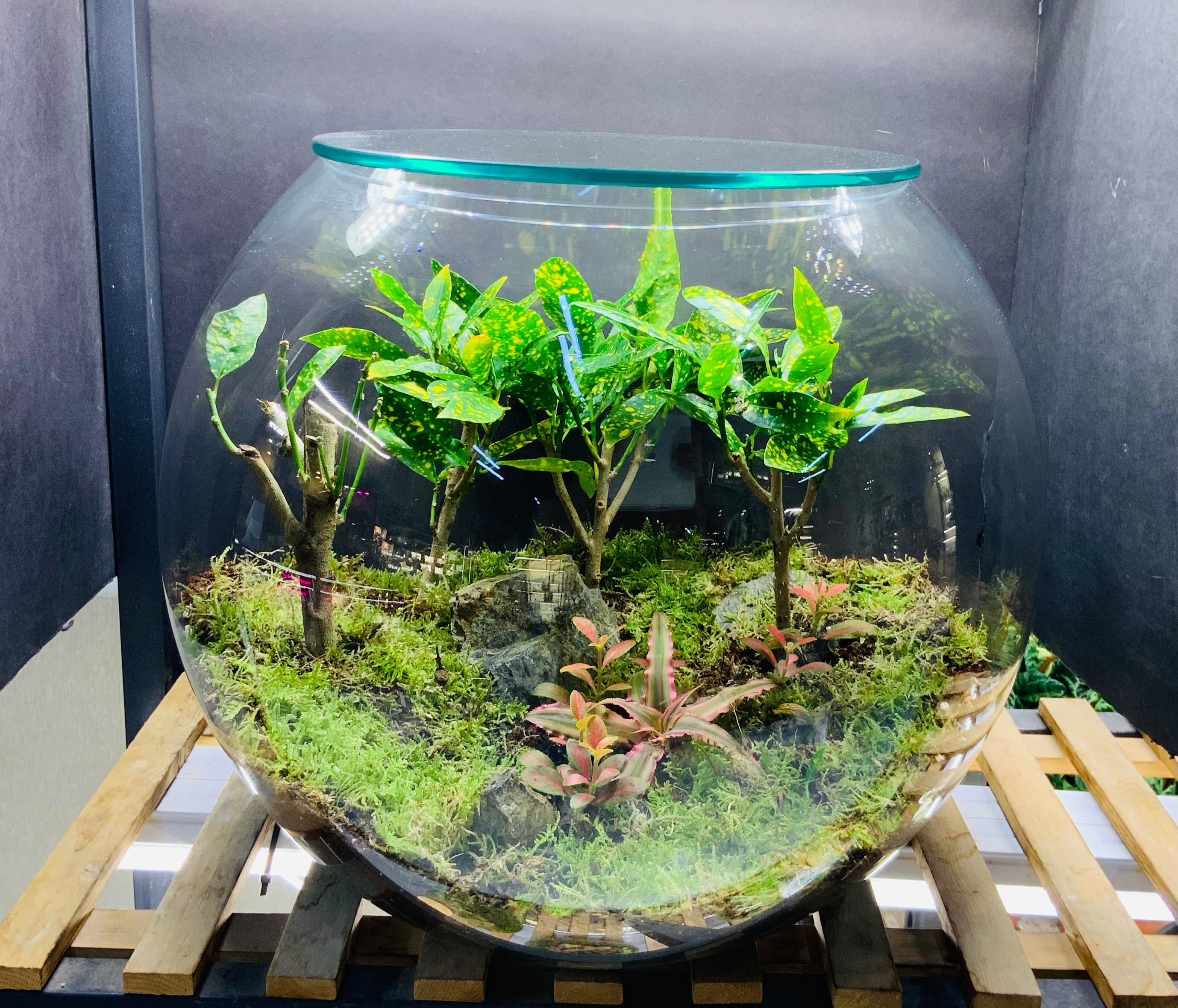 Nature Harmony Terrarium