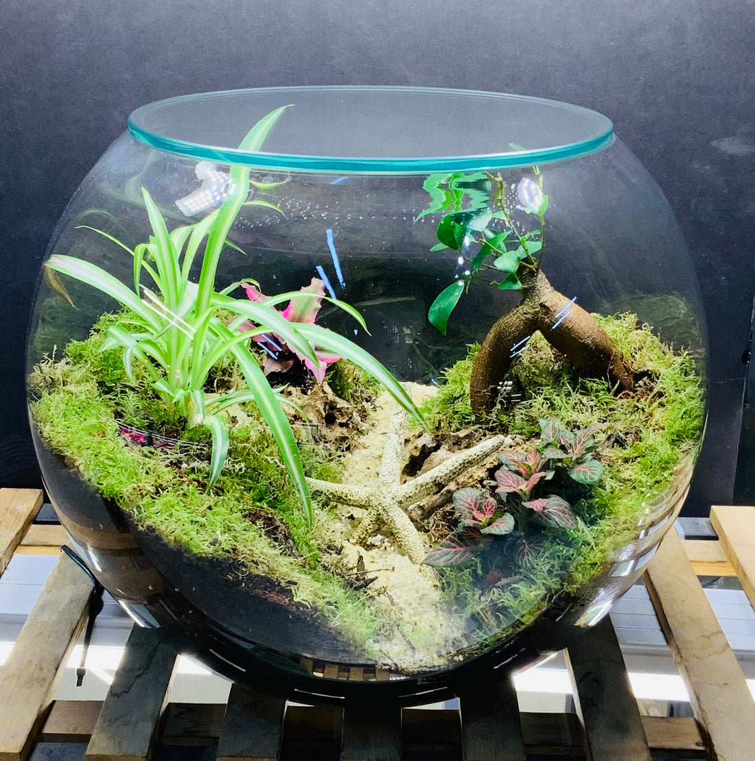 Breeze terrarium