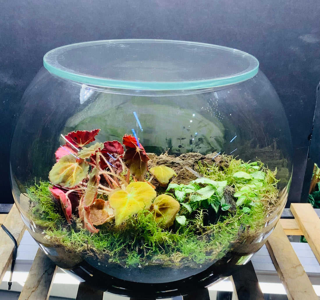 FloraScape terrarium