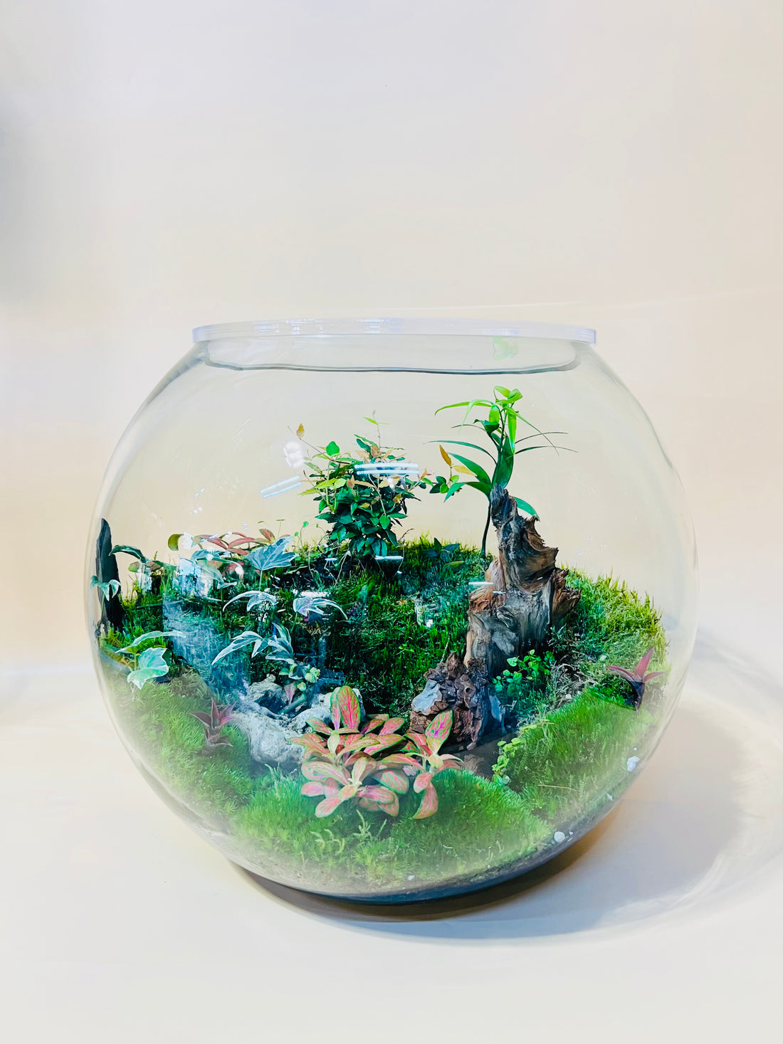 Nature Harmony Terrarium