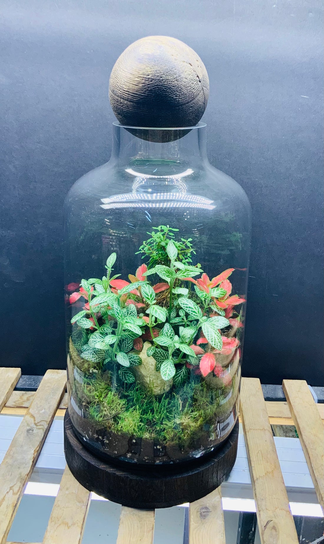 Elegance terrarium