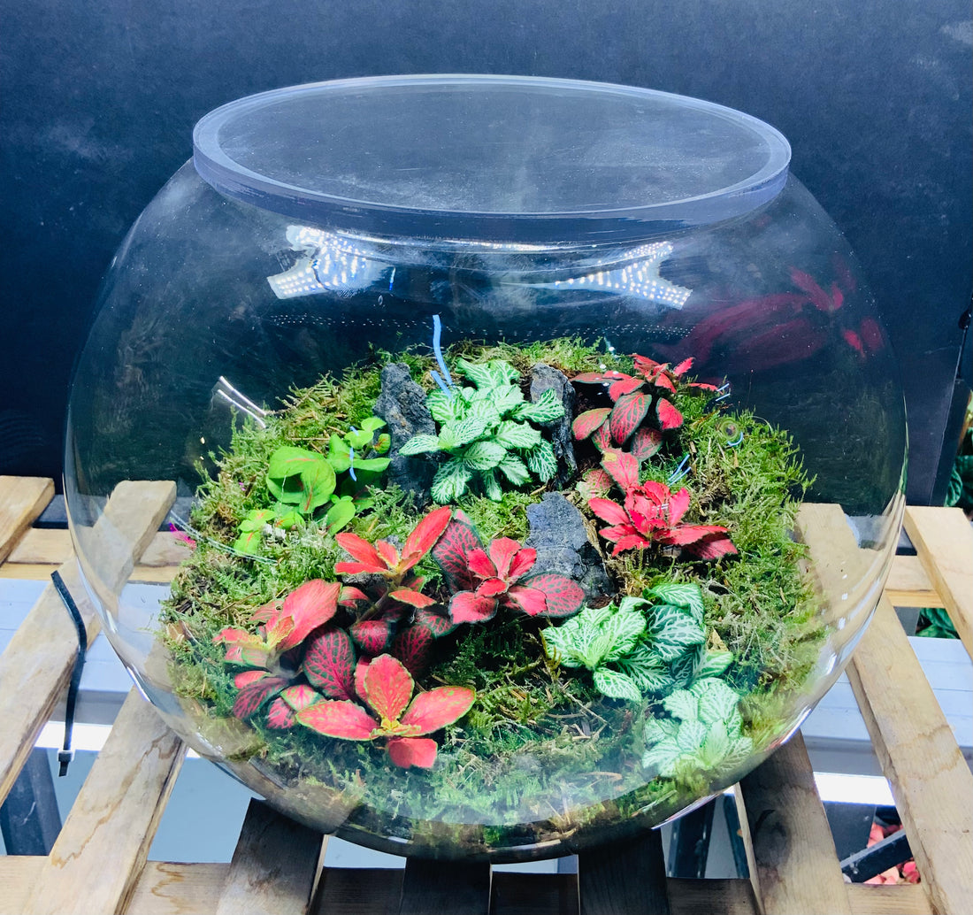 Meadow terrarium
