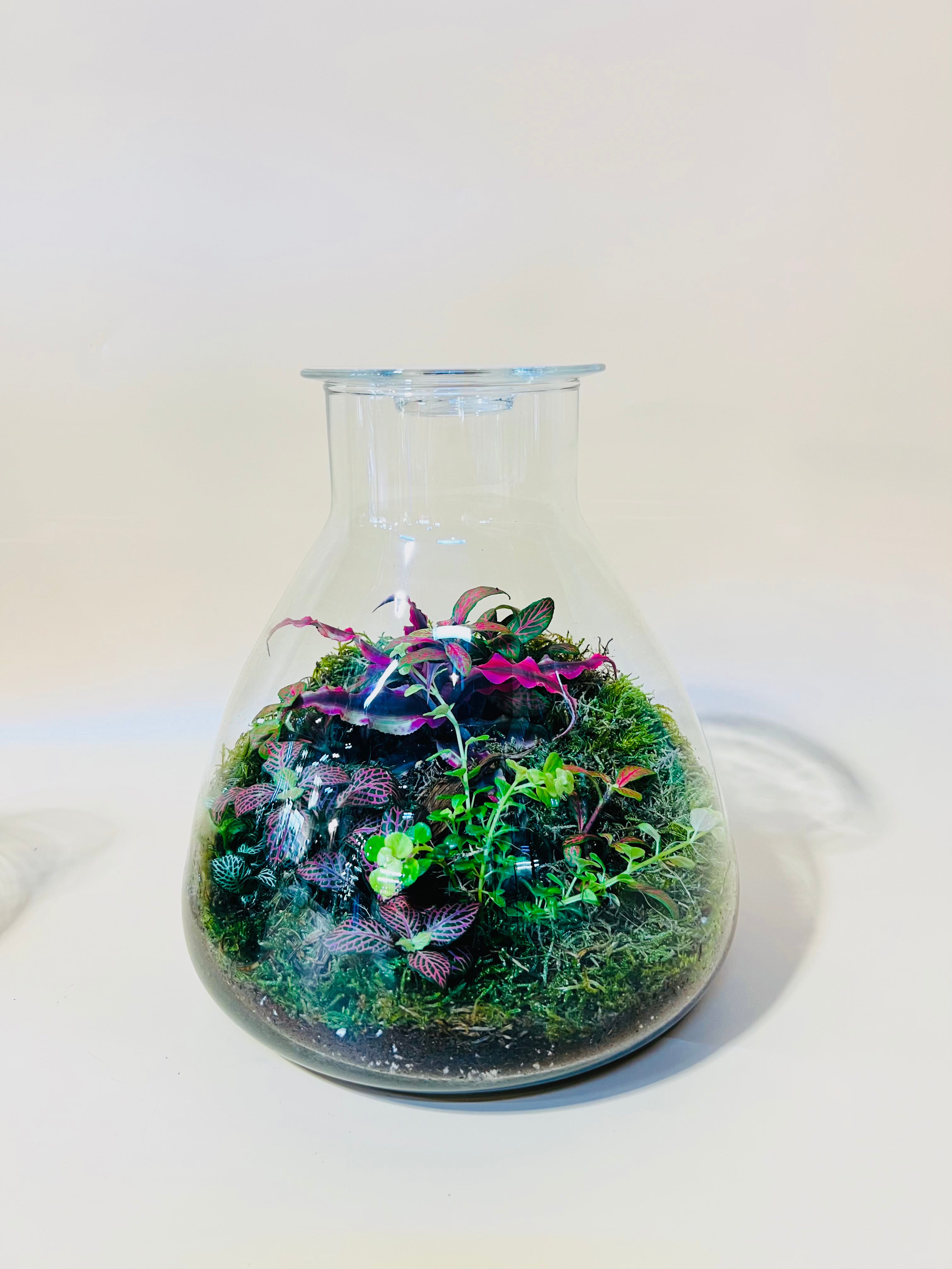 Balanced Beauty Terrarium