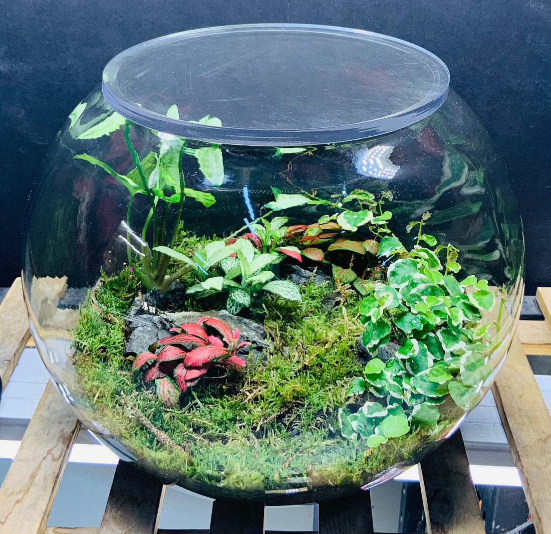 Greens terrarium