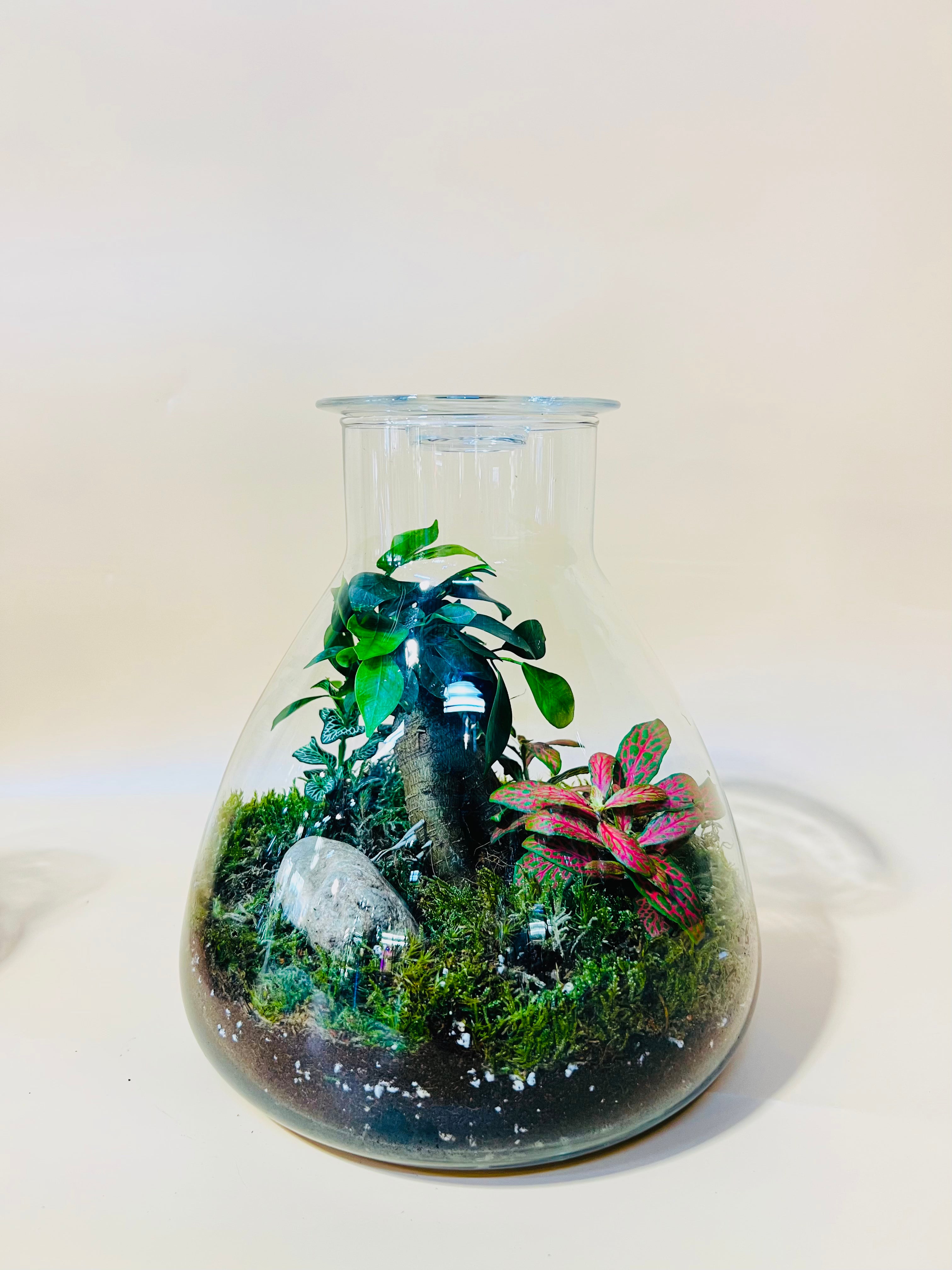 Wealth Tiny Jungle Terrarium