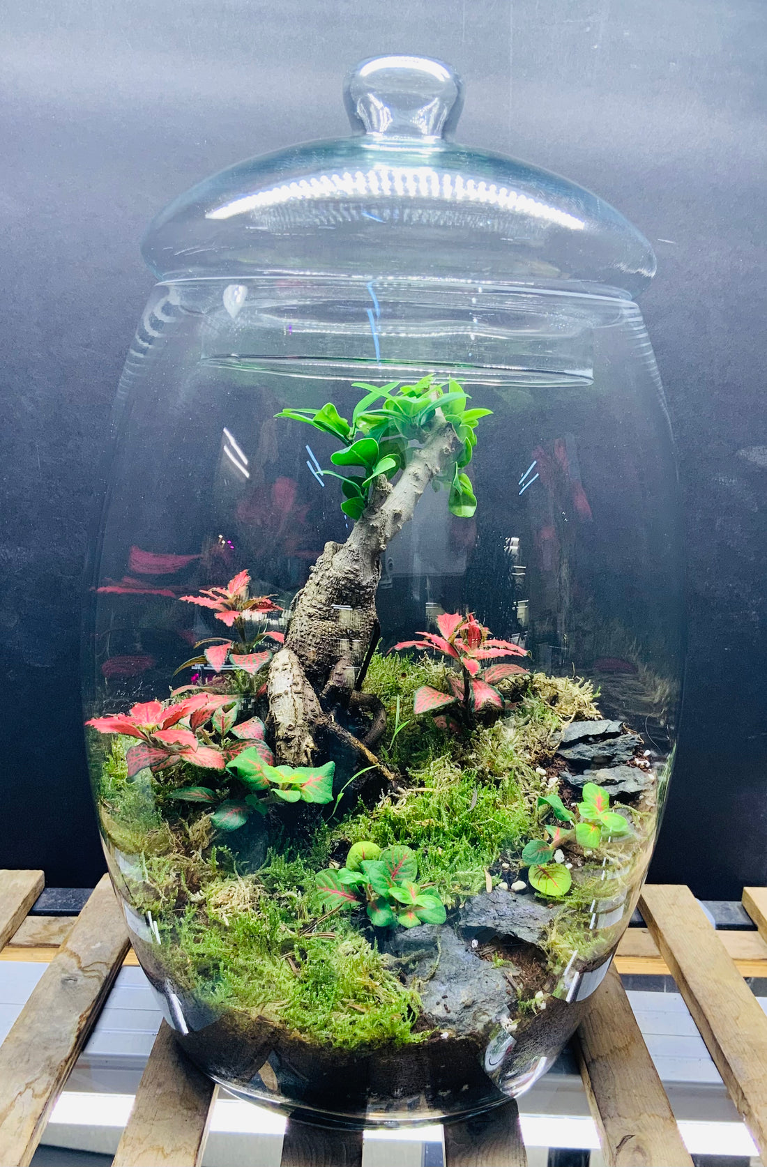 Bonsai &amp;terrarium