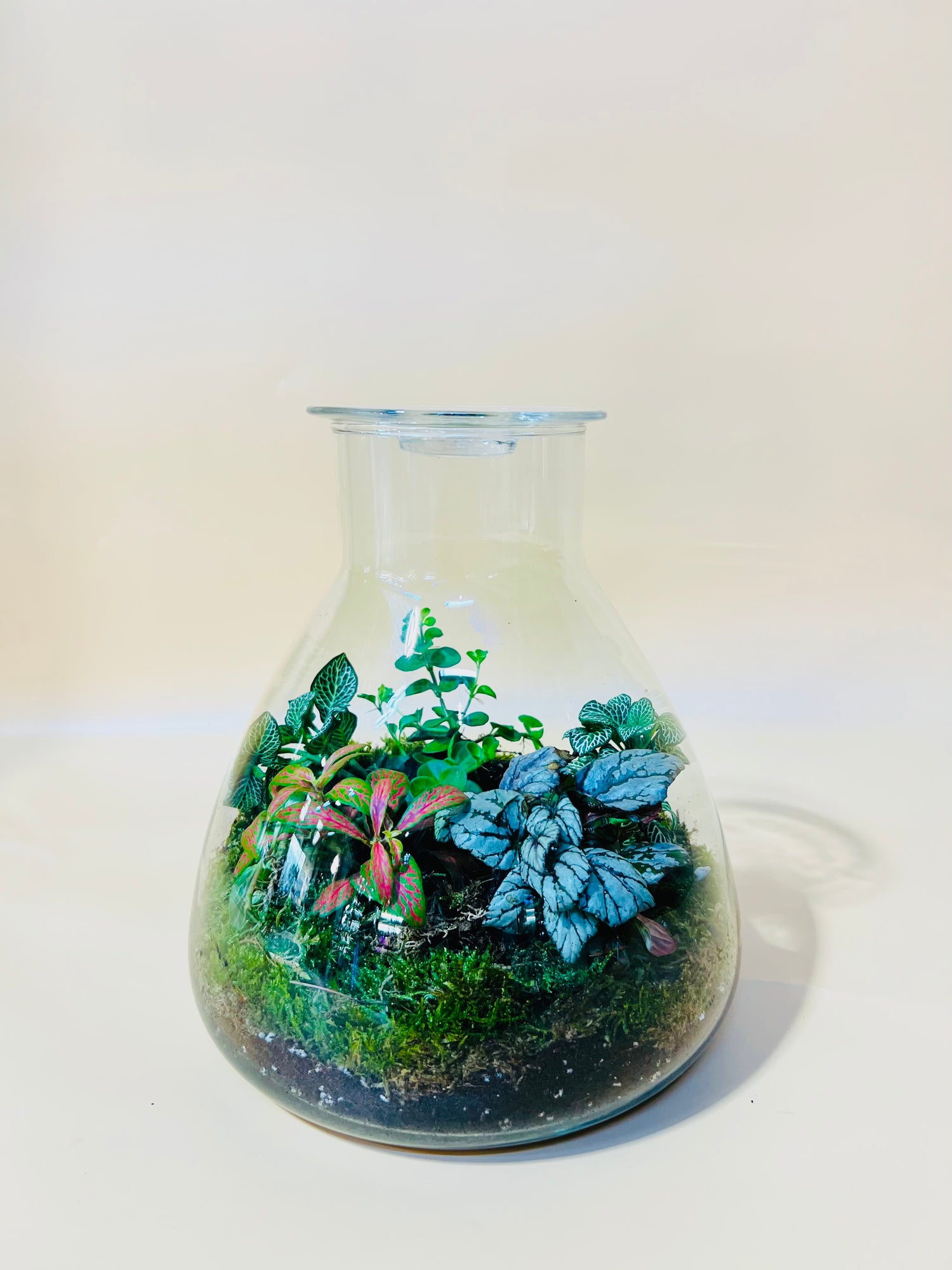 Mixed Beauty Terrarium