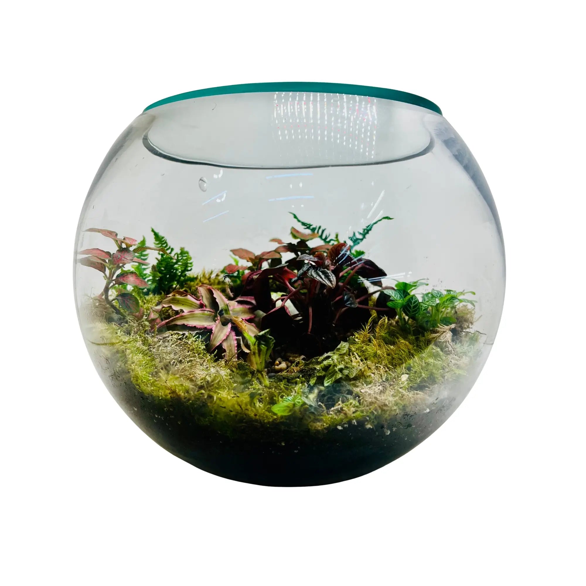 Glass Terrarium Garden Center in Dubai