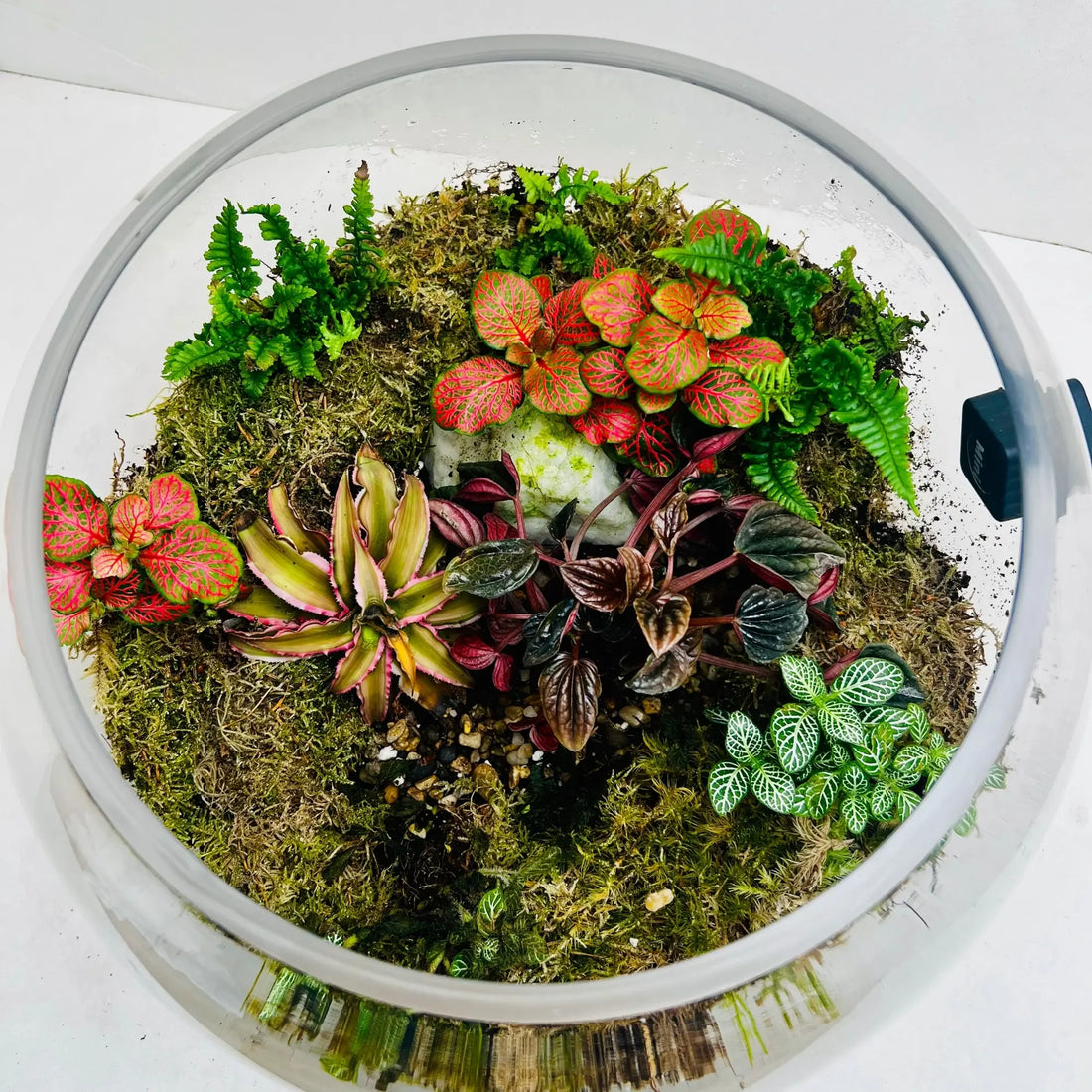 Glass Terrarium Garden Center in UAE