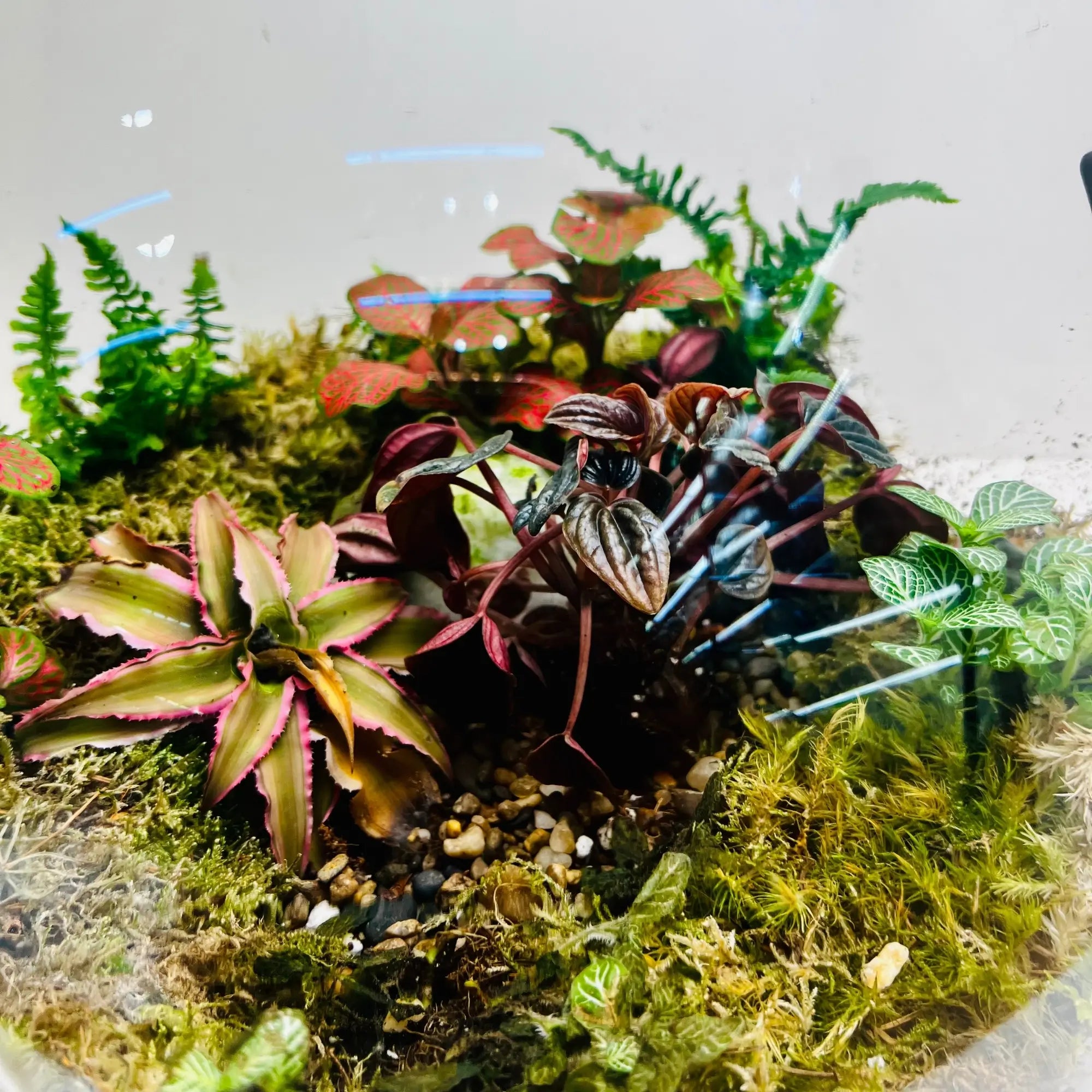 Glass Terrarium Garden Store in Dubai