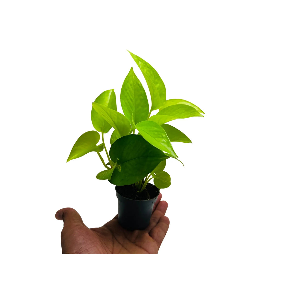 Golden Pothos Epipremnum Aureum Rare Exotic Indoor Plant