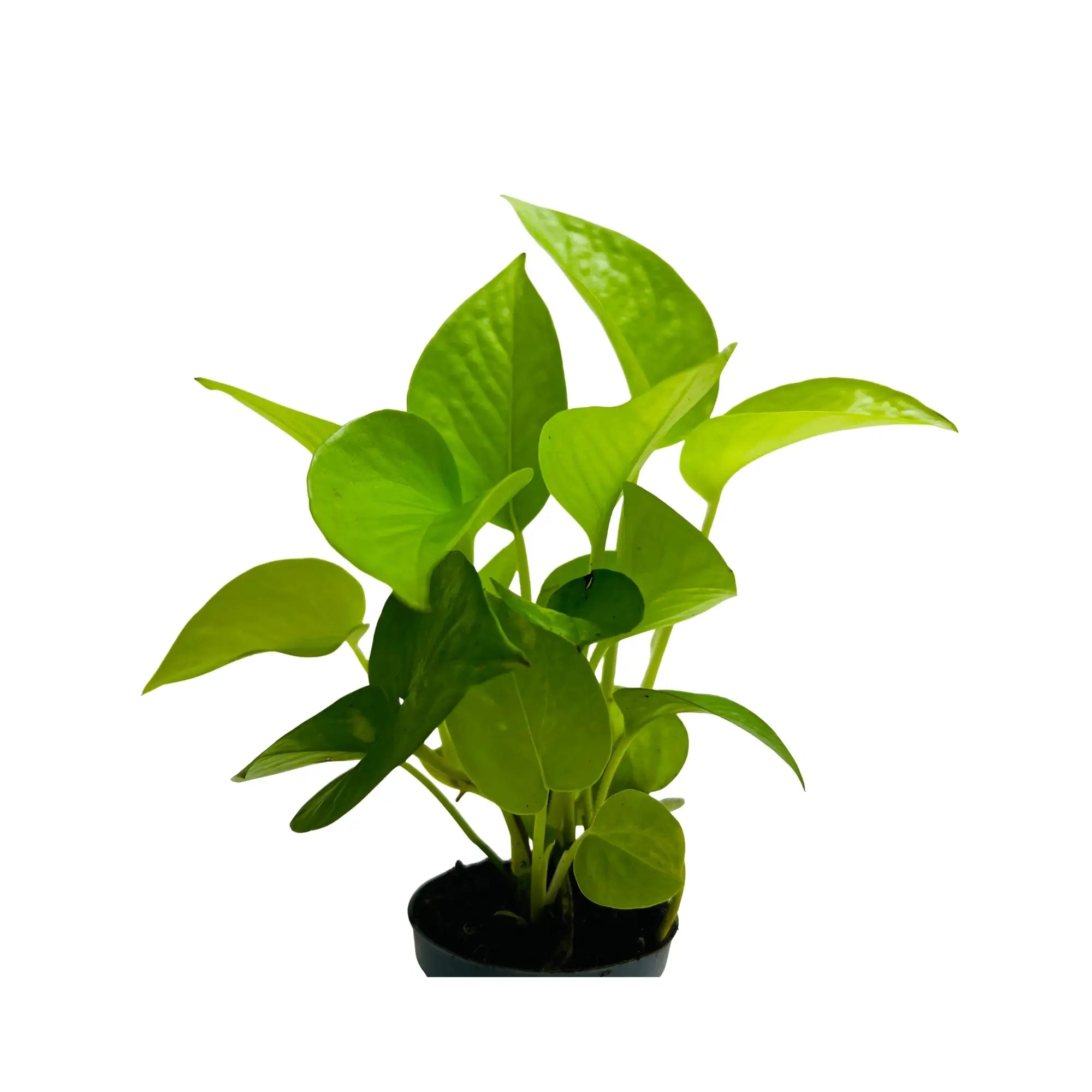 Golden Pothos Epipremnum Aureum Rare Exotic Indoor Plant