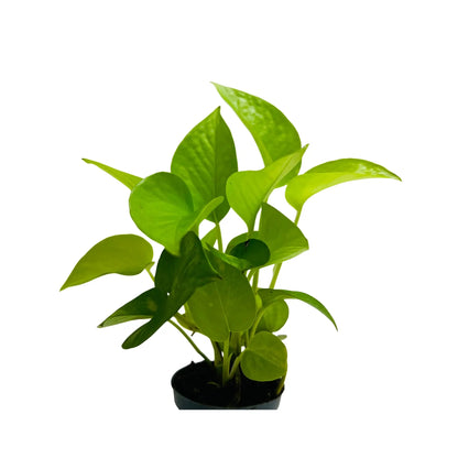Golden Pothos Epipremnum Aureum Rare Exotic Indoor Plant