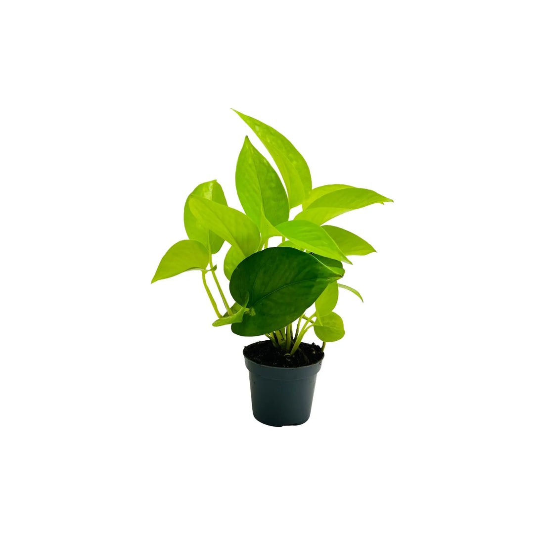 Golden Pothos Epipremnum Aureum Rare Exotic Indoor Plant