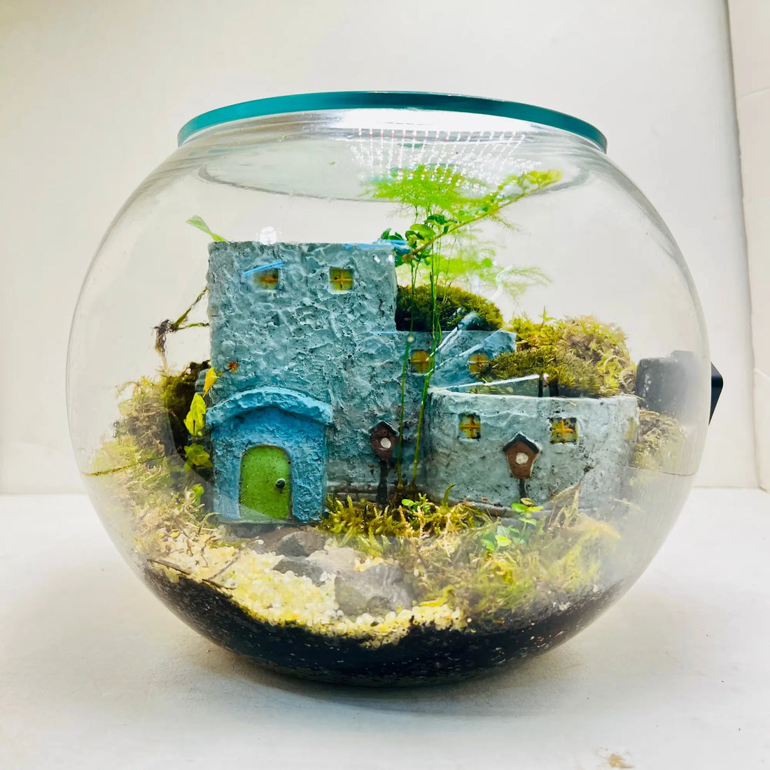 Green Magic Terrarium Closed Terrarium Perfect Living Gift