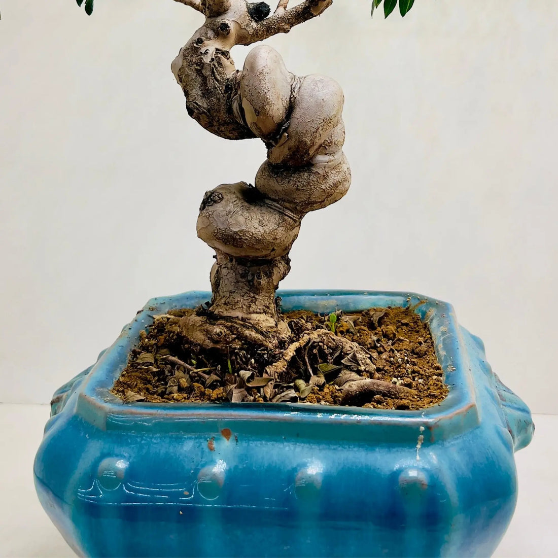 30 Year Old Guava Bonsai Tree | Exquisite Living Plant &amp; Unique Gift