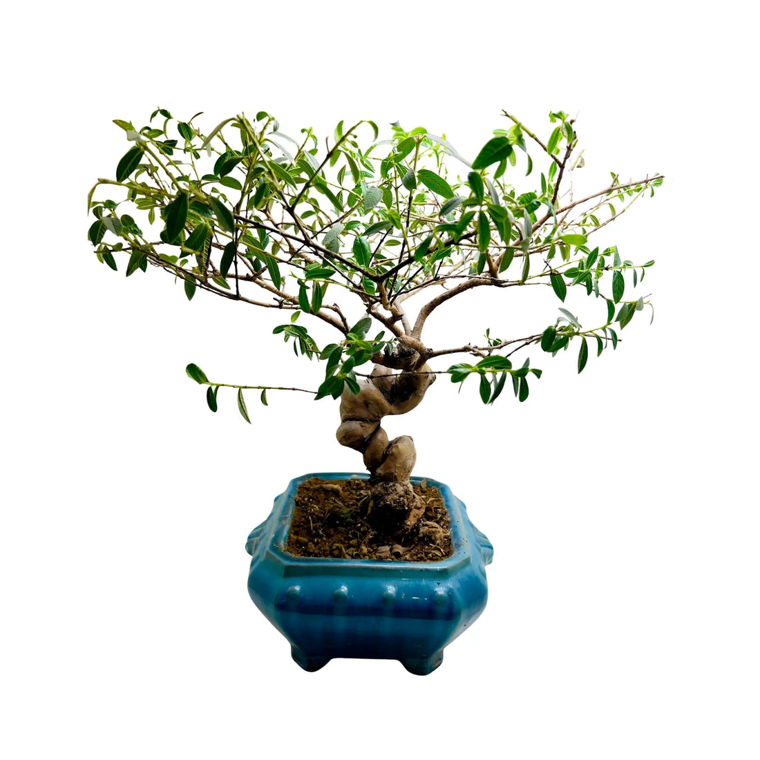 30 Year Old Guava Bonsai Tree | Exquisite Living Plant &amp; Unique Gift