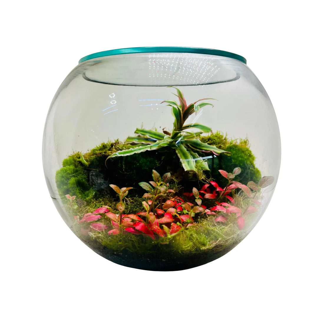 Handcrafted Plant Terrarium in Dubai