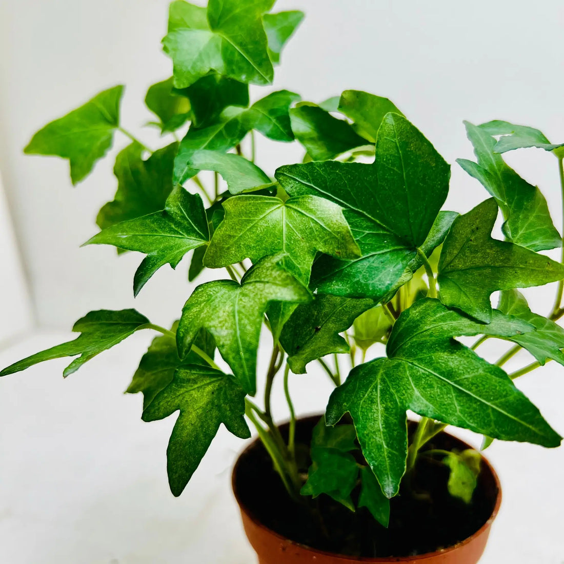 Hedera Helix English Ivy Rare Exotic Indoor Plant Dubai