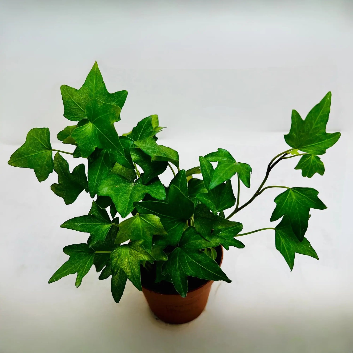 Hedera Helix English Ivy Rare Exotic Indoor Plant Dubai
