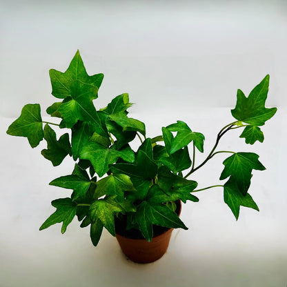 Hedera Helix English Ivy Rare Exotic Indoor Plant Dubai