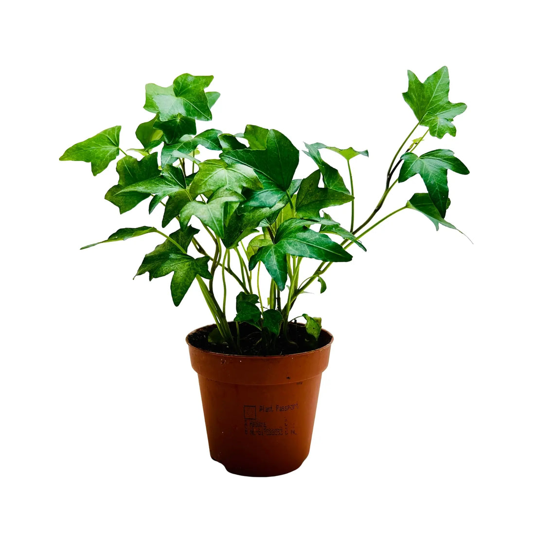 Hedera Helix English Ivy Rare Exotic Indoor Plant Dubai