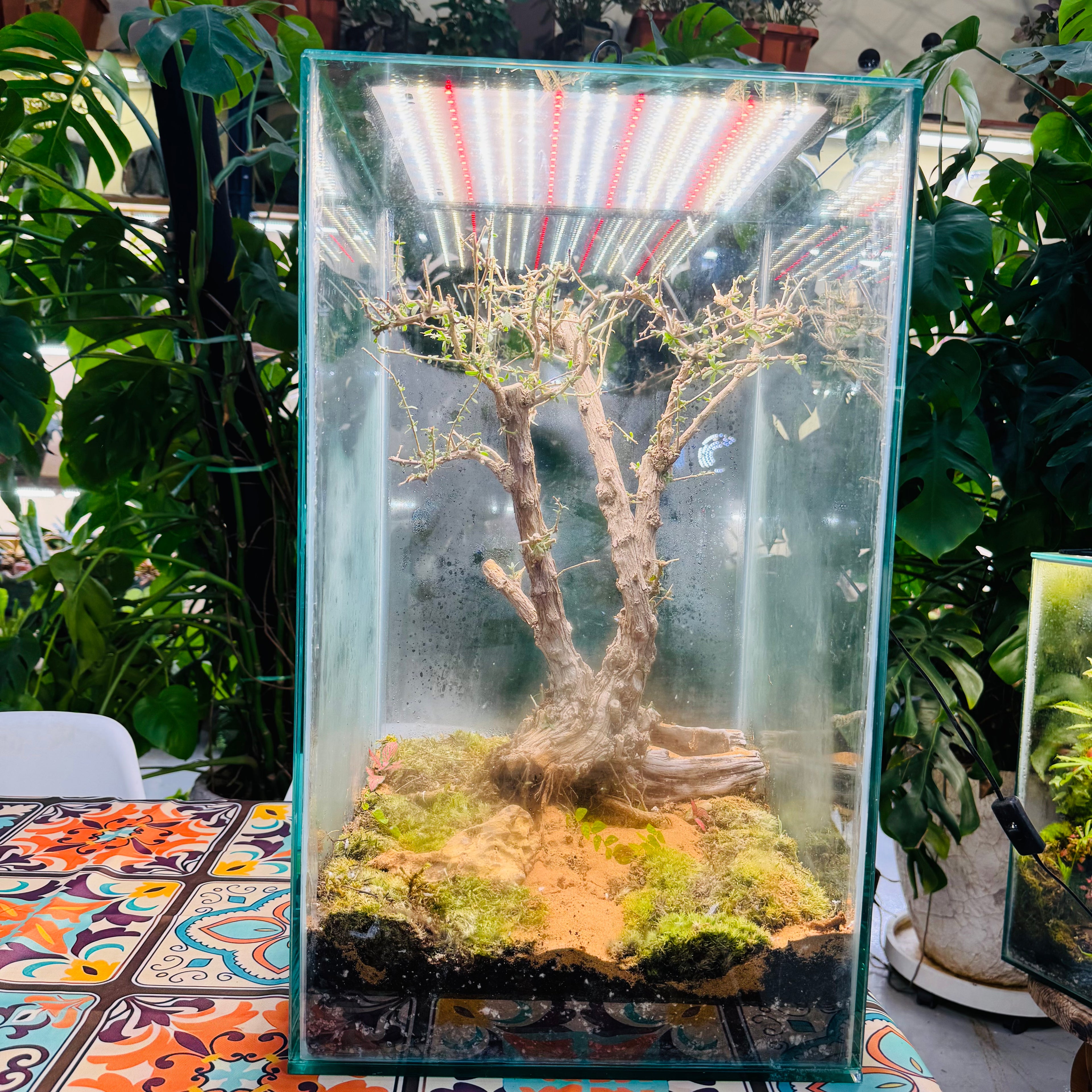 Closed Glass Terrarium with around 10 years old Bonsai Tree,& Moss & T –  Wooden Art