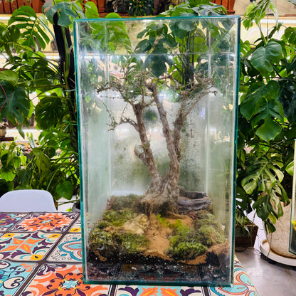 Closed Glass Terrarium with  around 10 years old  Bonsai Tree,&amp; Moss &amp; Tropical Micro-Landscape Hieght 60cm Width 32cm