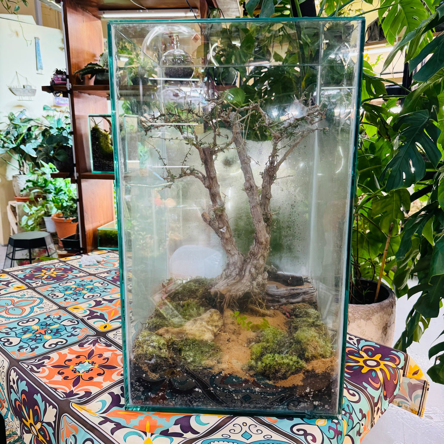 Closed Glass Terrarium with  around 10 years old  Bonsai Tree,&amp; Moss &amp; Tropical Micro-Landscape Hieght 60cm Width 32cm