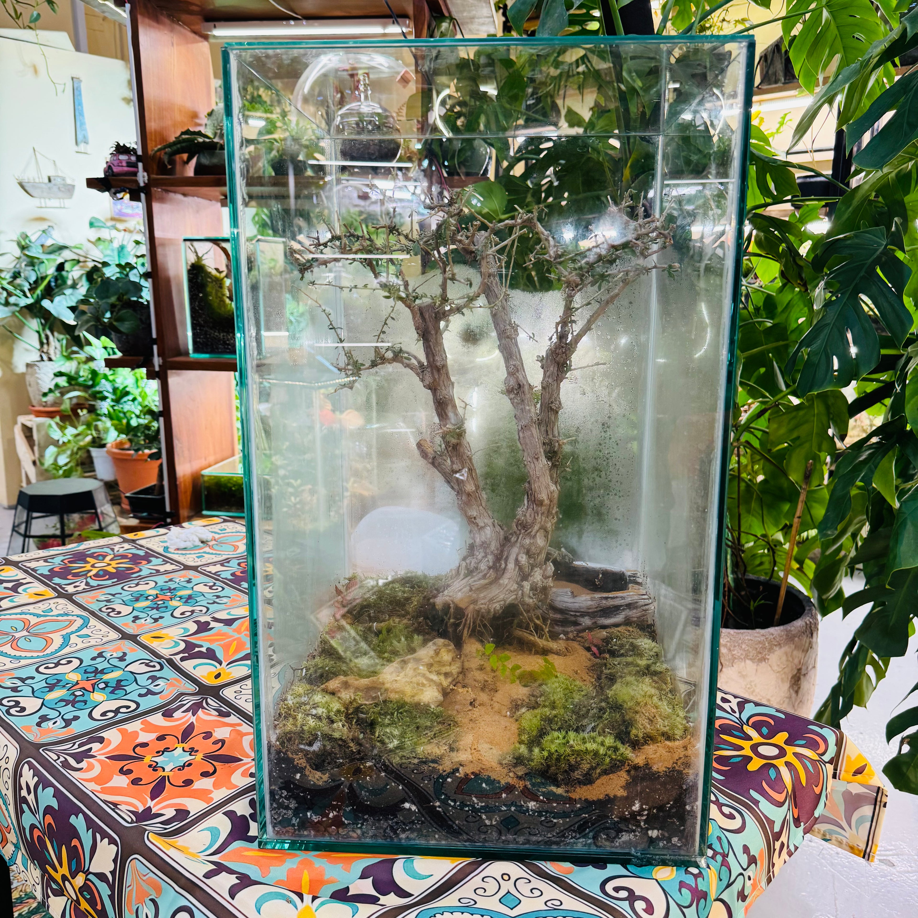 Closed Glass Terrarium with  around 10 years old  Bonsai Tree,&amp; Moss &amp; Tropical Micro-Landscape Hieght 60cm Width 32cm