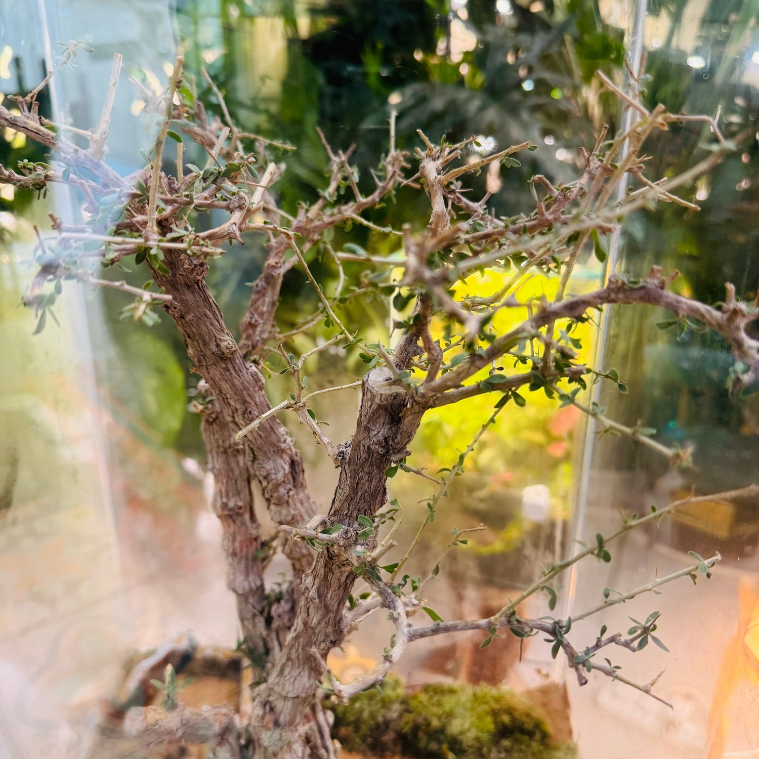 Closed Glass Terrarium with  around 10 years old  Bonsai Tree,&amp; Moss &amp; Tropical Micro-Landscape Hieght 60cm Width 32cm