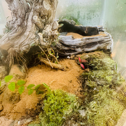 Closed Glass Terrarium with  around 10 years old  Bonsai Tree,&amp; Moss &amp; Tropical Micro-Landscape Hieght 60cm Width 32cm