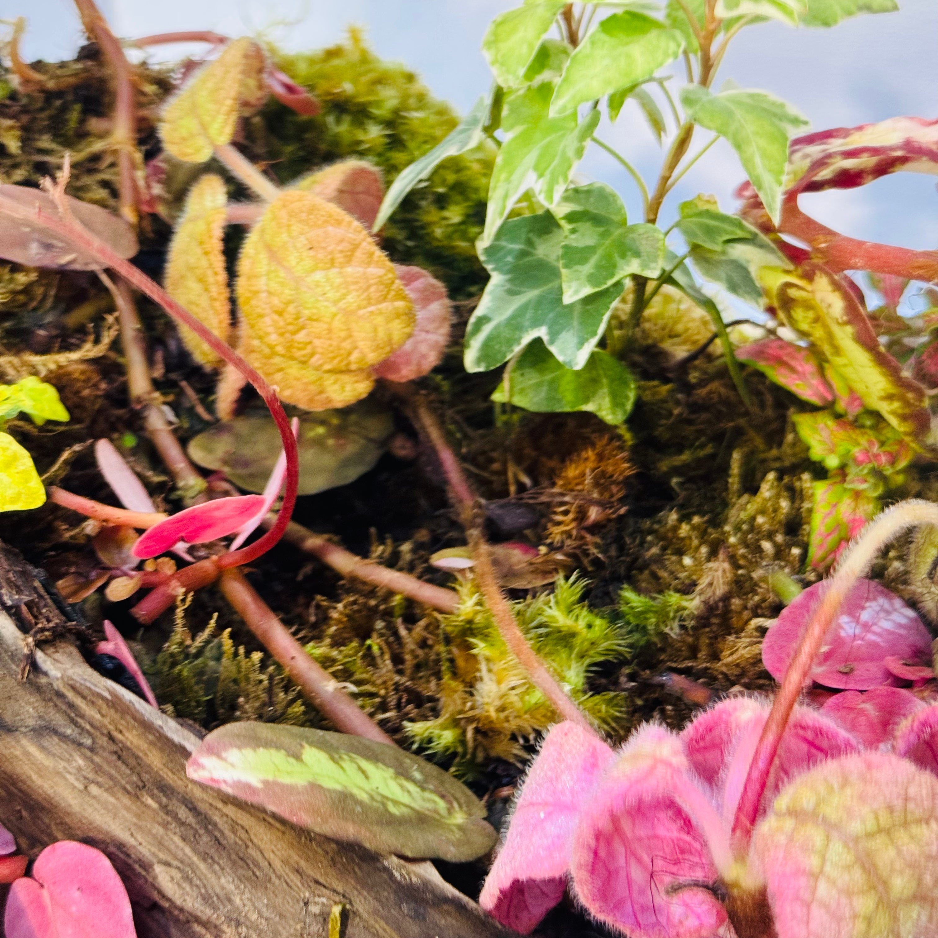 Botanical Bliss Terrarium Closed Terrarium Sustainable Living Gift Height: 38cmWidth: 38cm