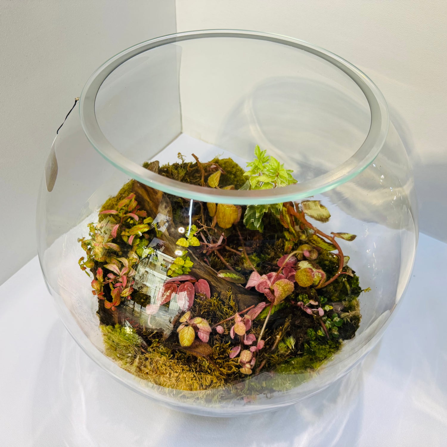 Botanical Bliss Terrarium Closed Terrarium Sustainable Living Gift Height: 38cmWidth: 38cm