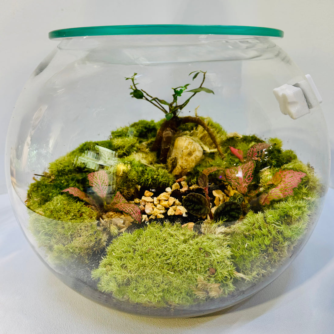 Green Magic Terrarium Closed Perfect Living Gift 25*25cm