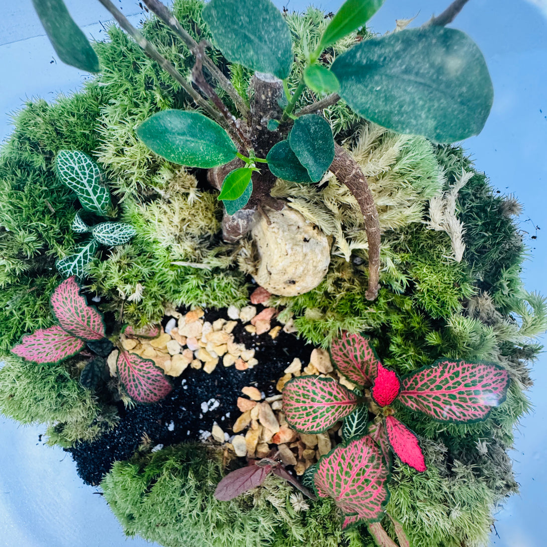 Green Magic Terrarium Closed Perfect Living Gift 25*25cm