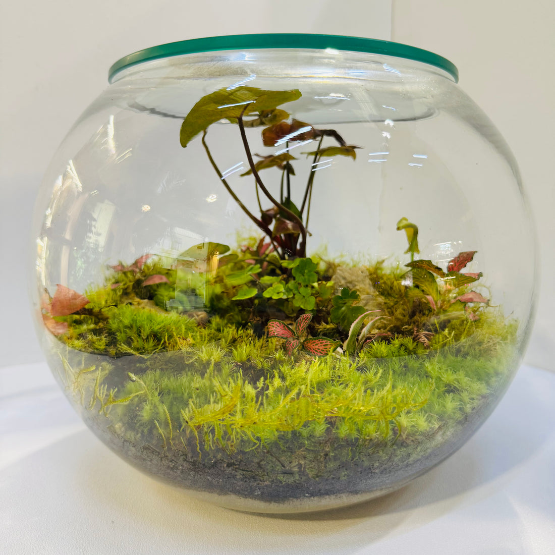 Woodland Charm Terrarium Closed Terrarium Sustainable Living Gift Height: 30cmWidth: 30cm