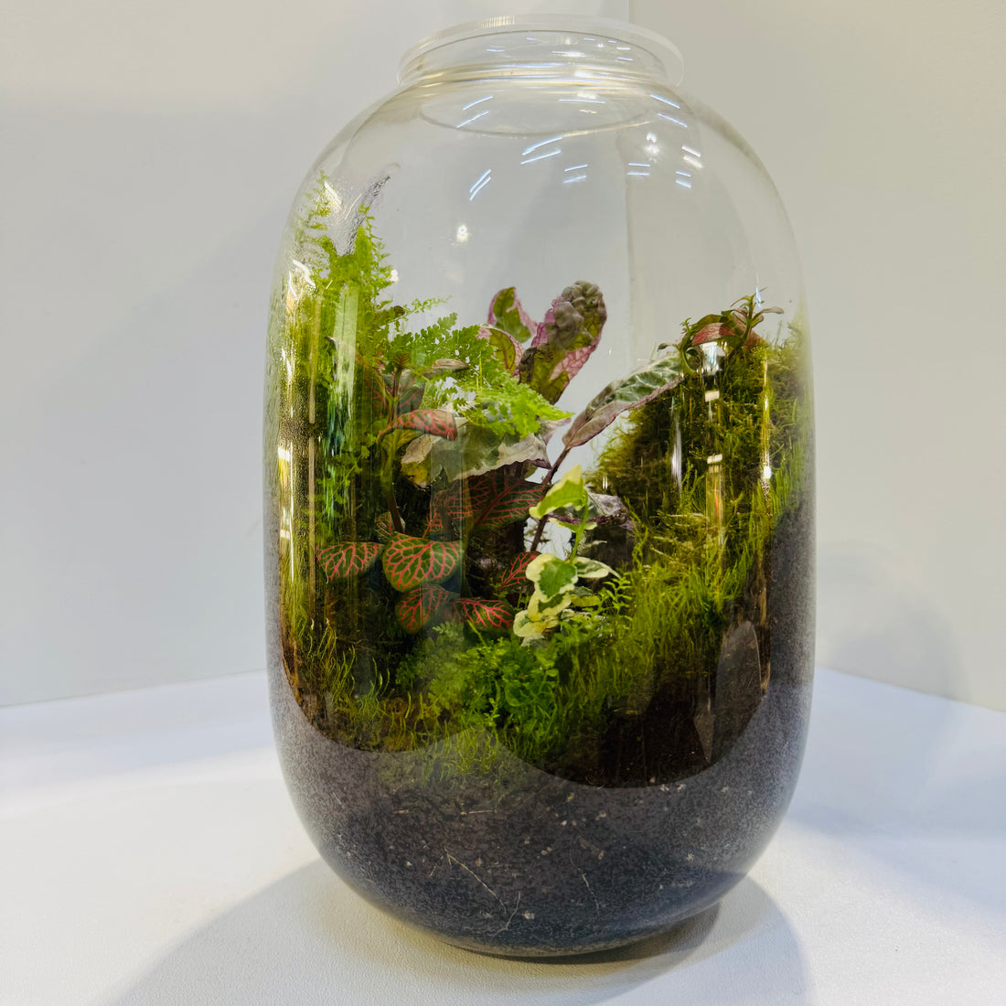 Exotic Jewel Orchid Glass Closed Terrarium