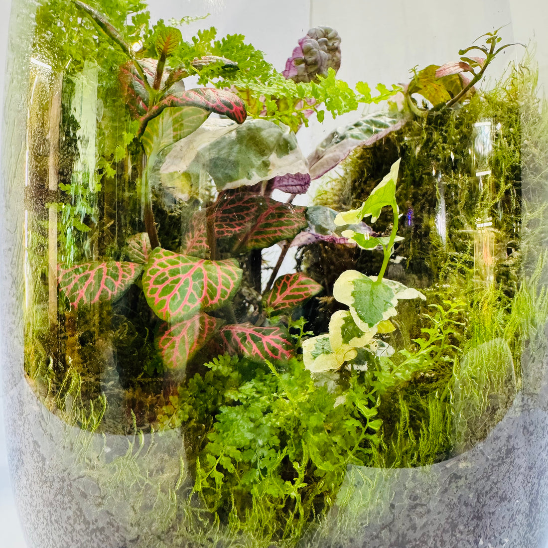Exotic Jewel Orchid Glass Closed Terrarium
