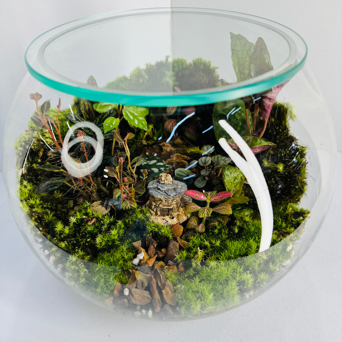 Green Serenity Forest Bowl Terrarium – A Living Circle of Nature Hieght :25cm Width :25cm