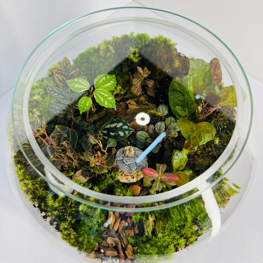 Green Serenity Forest Bowl Terrarium – A Living Circle of Nature Hieght :25cm Width :25cm