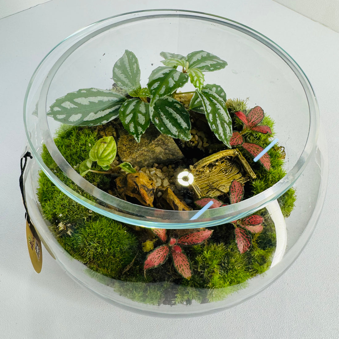 Jar Glass  Terrarium Closed Terrarium Perfect Living Gift