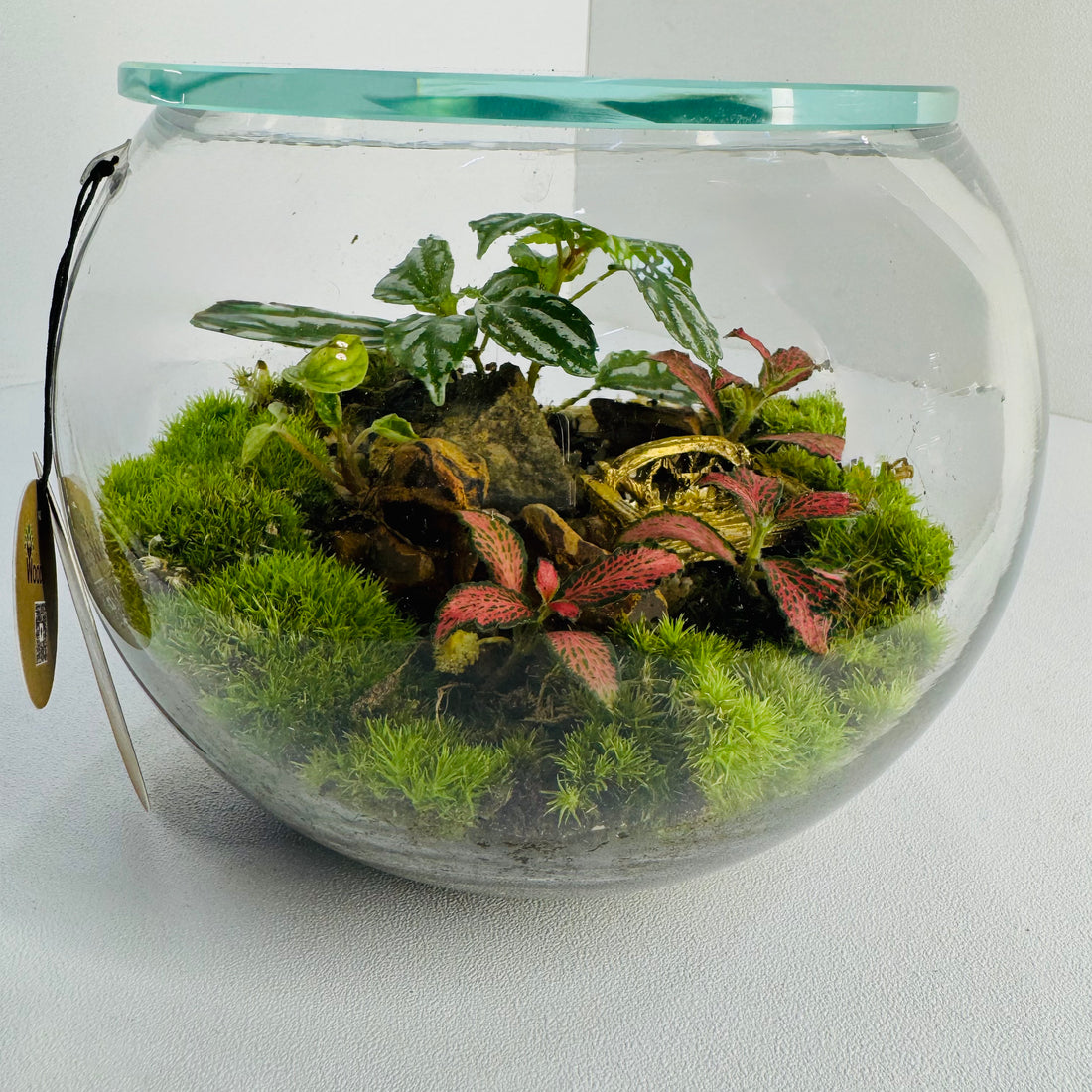 Jar Glass  Terrarium Closed Terrarium Perfect Living Gift