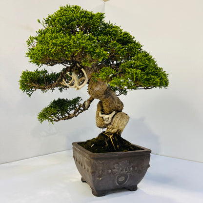 45-Year Old Juniper Bonsai Tree Hand Trained Living Art in Ceramic Pot
